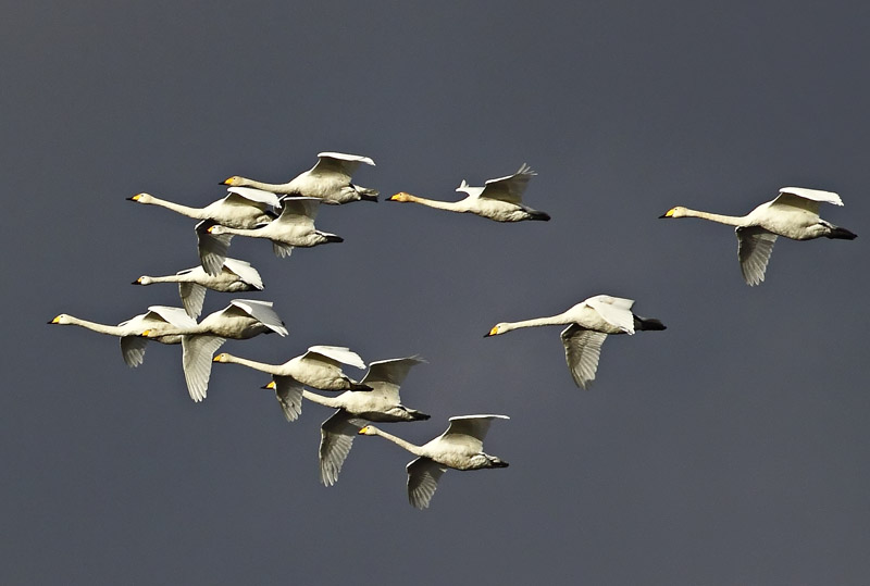 Swan2