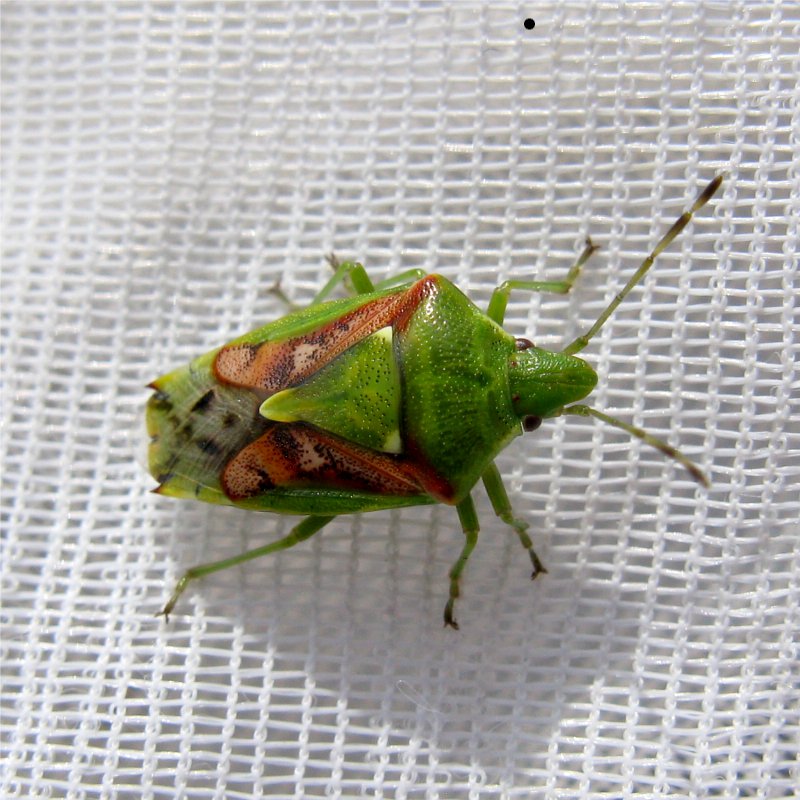 Sypressilude