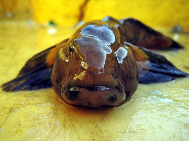 Tokko