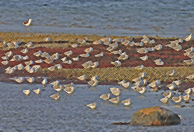 Undva