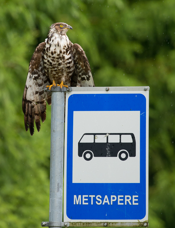 Mre8212