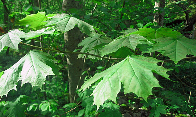Acer