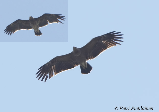 Aquila2805065634Ee