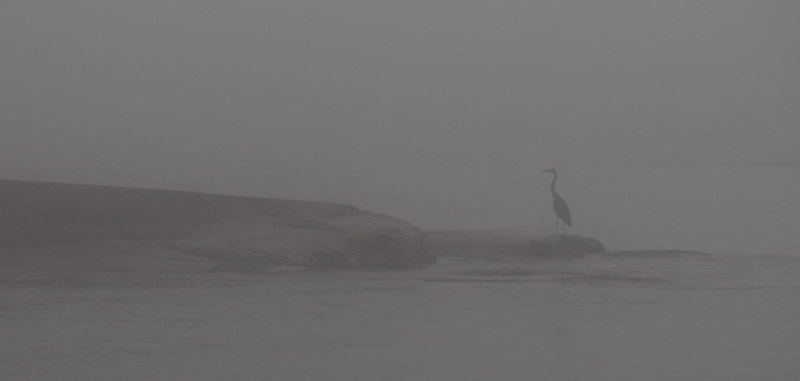 Ardea-7421