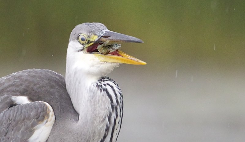Ardea A7F5692