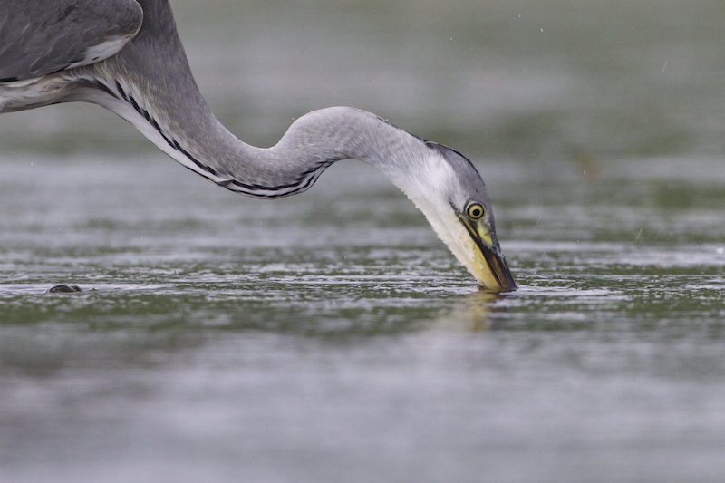 Ardea A7F5713