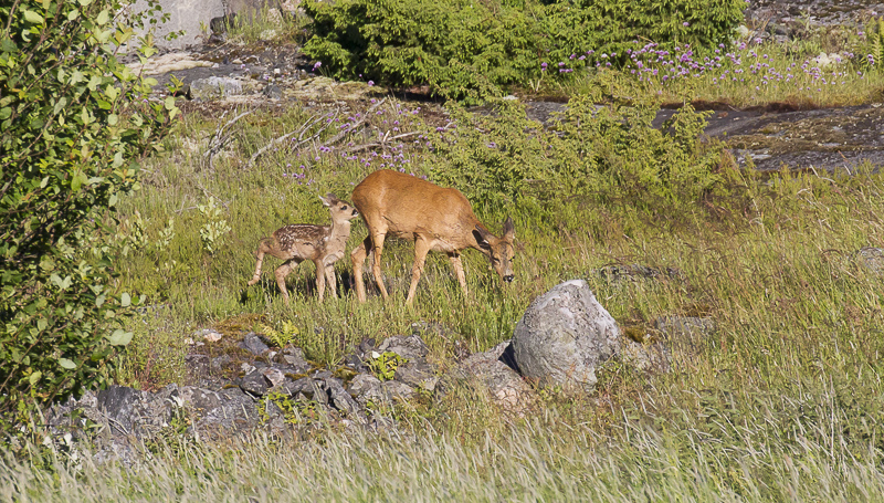 Bambi-2788