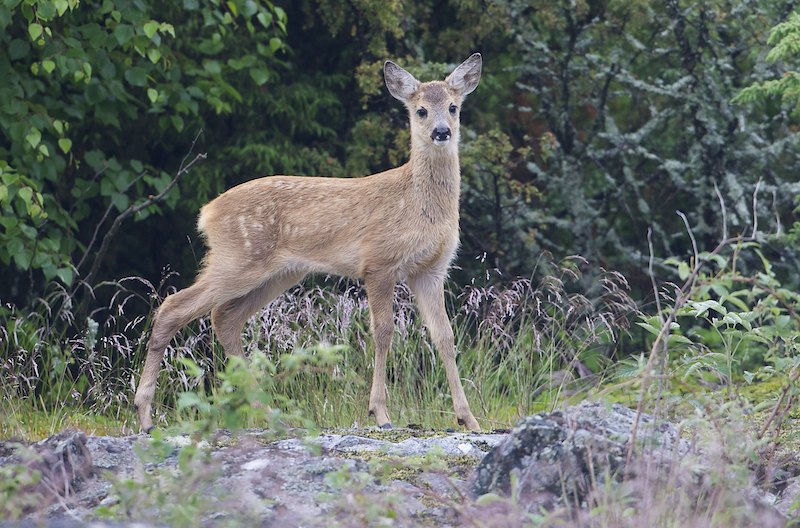 Bambi A1G3275