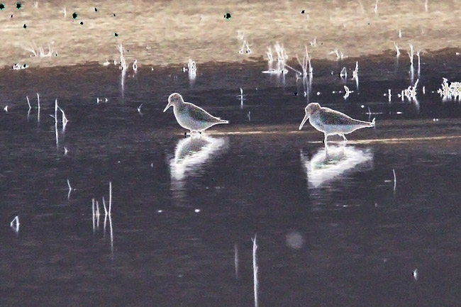 Calidris7161