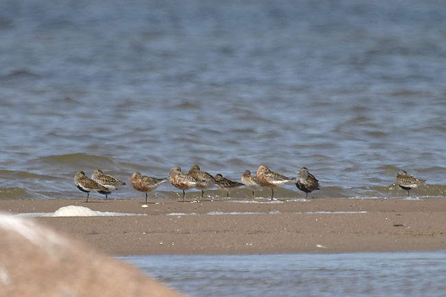 Calidris 8493