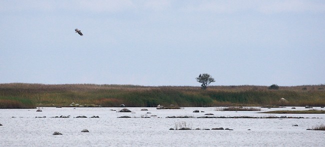 Hali 122