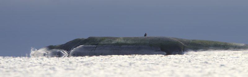 Hali A7F9975