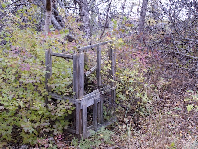 Haukkahakkiimg 2799