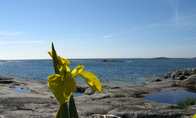 Iris