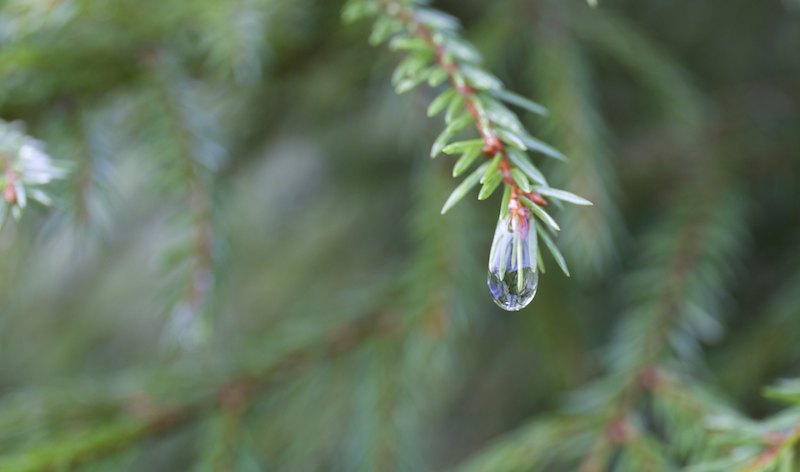 Joulukuusiimg 0098