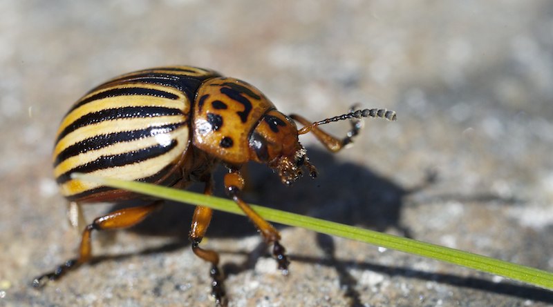 Kolorado
