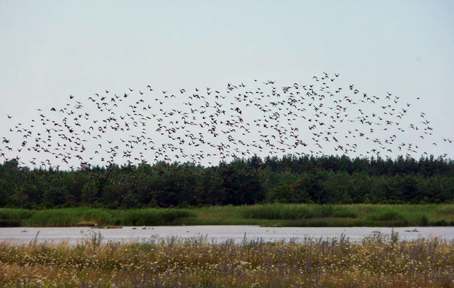 Kottaraiset