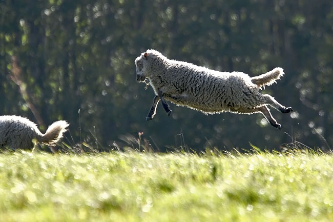 Lammas7002
