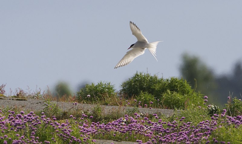 Lappari