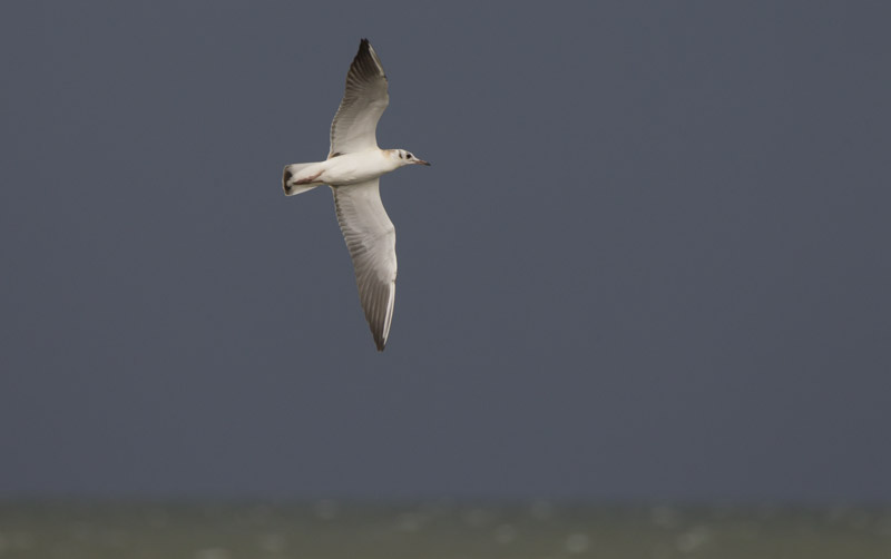 Larrid-9277
