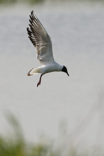 Larrid 054