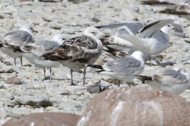 Larus 082