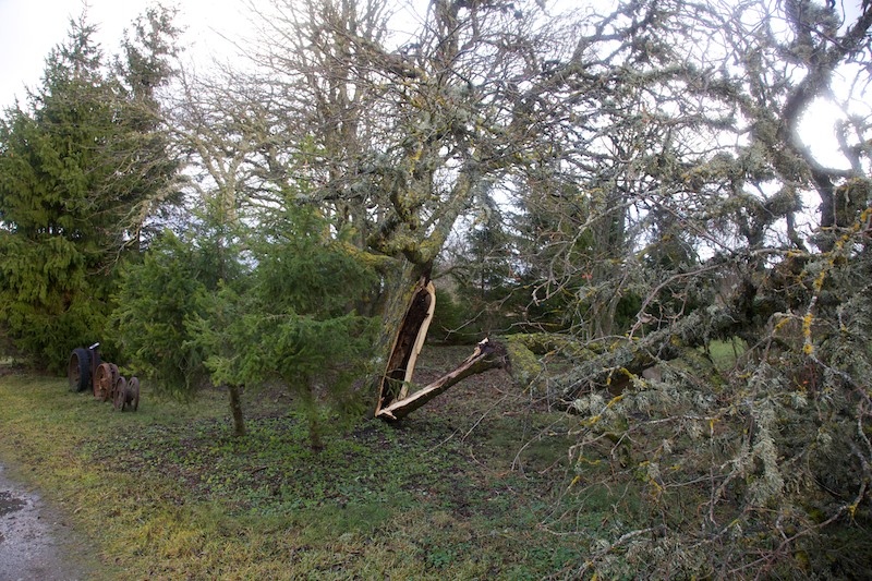 Matinpihlaja