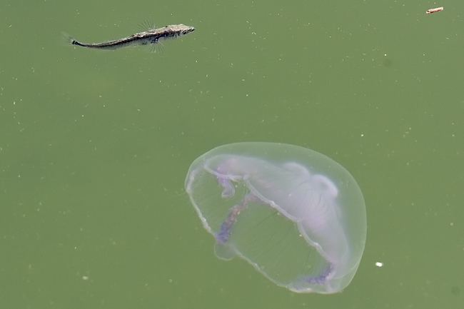 Meduusa3113