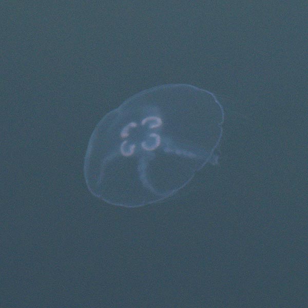 Meduusa