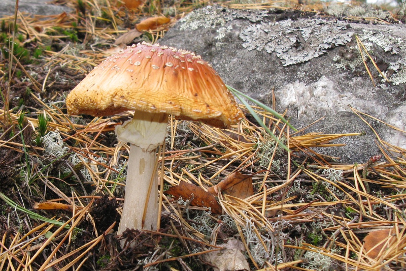 Pantteriks