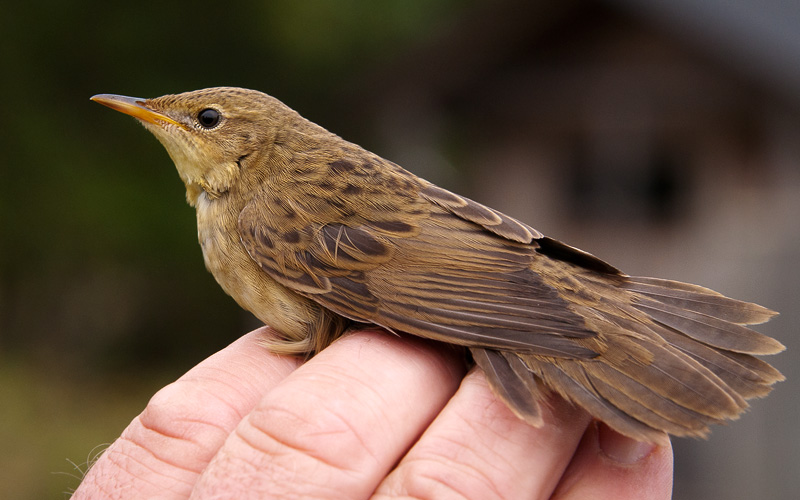 Pensassirkka