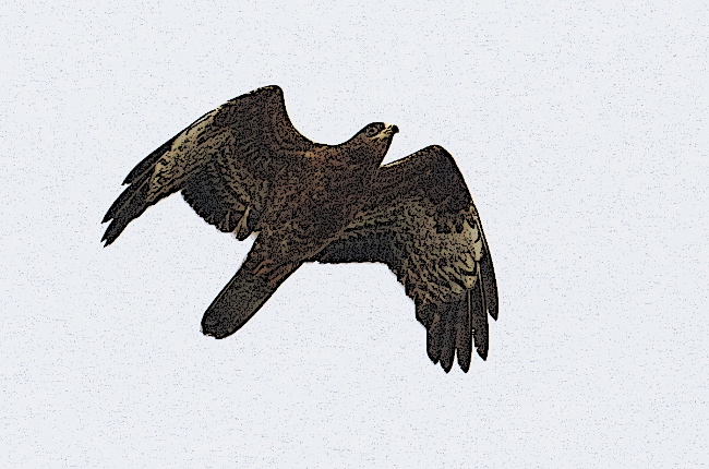 Perapi