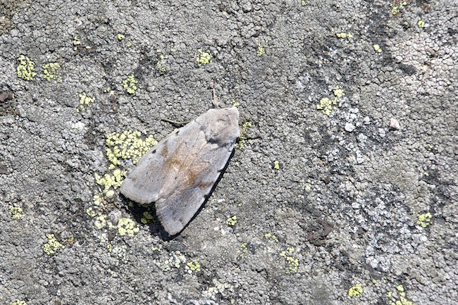 Perhonen A1G9235