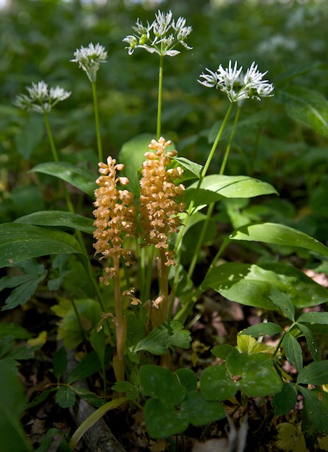 Pesajuuri
