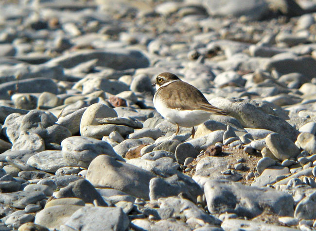 Pikk2008-04-12 1