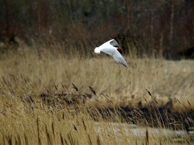 Pikk2008-04-12 2