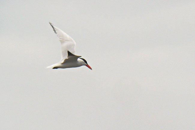 Pikk2008-04-12 3