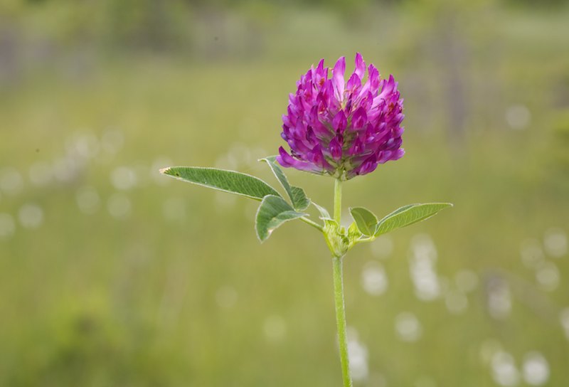 Punaapila Mg 8175