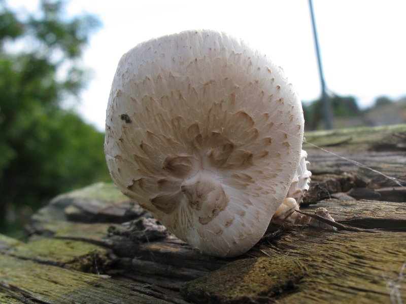 Rata 0608 800X600