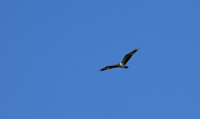 Saaksi