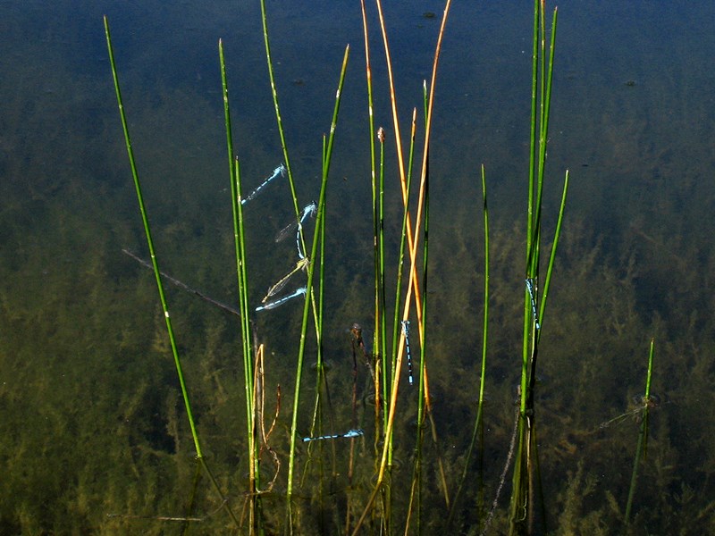 Sla0804 3443