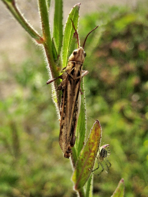 Sla0805 3501