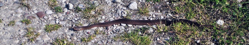 Sla0816 3463