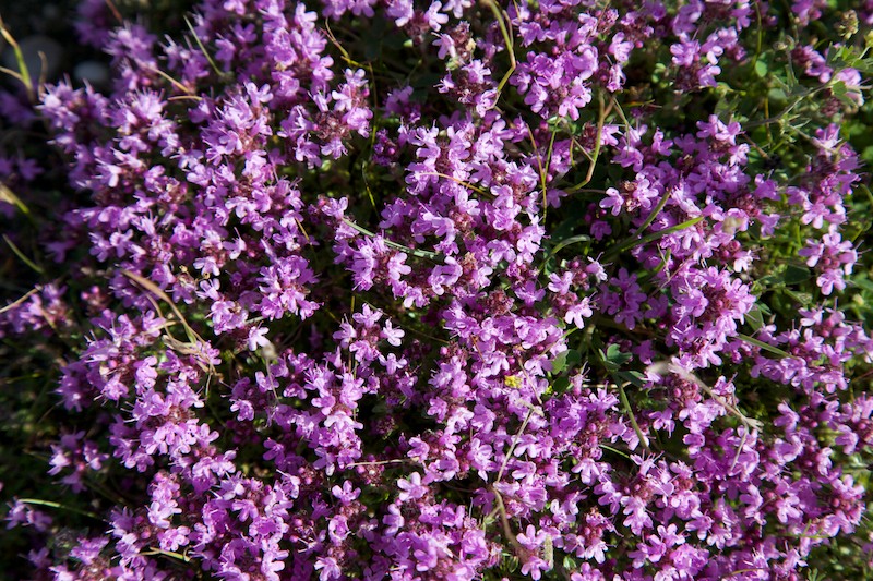 Sla0819 Ajuruoho