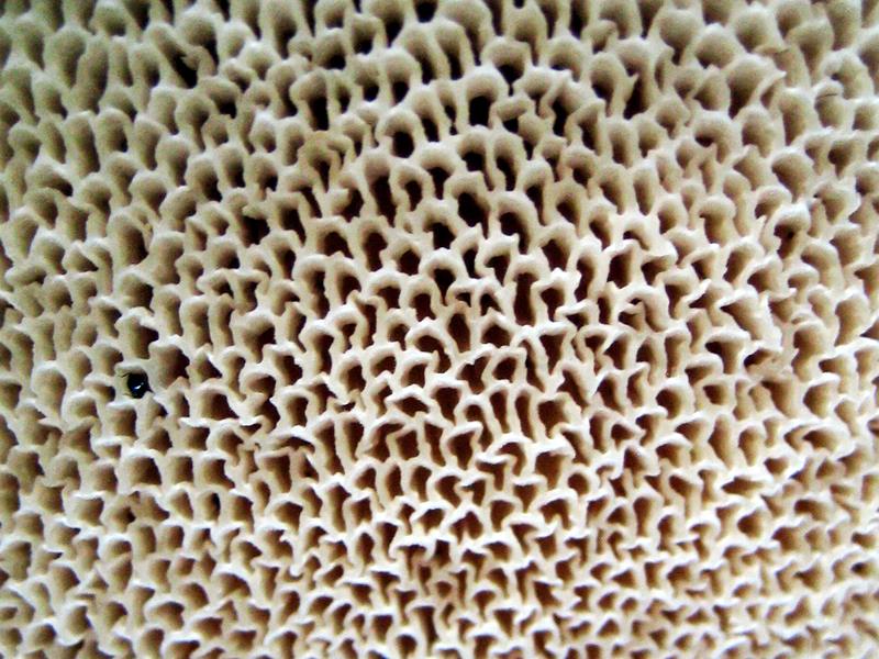 Sla0901 4106