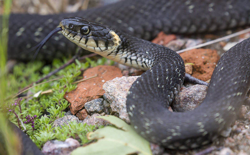 Snake-3709
