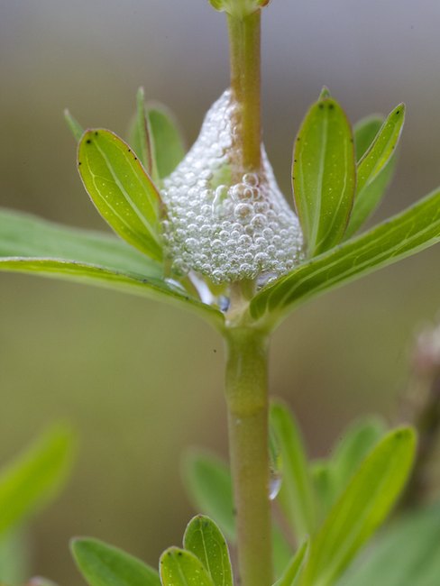 Sylki A1G3044