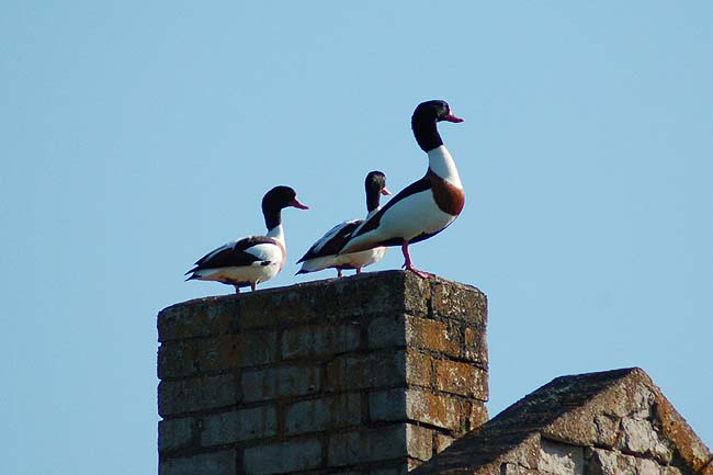 Taddemuokkaus