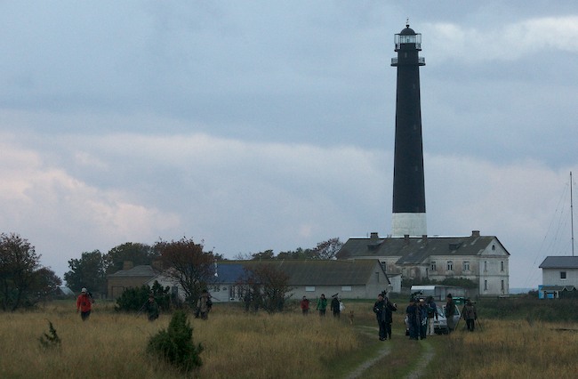 Tringa 126