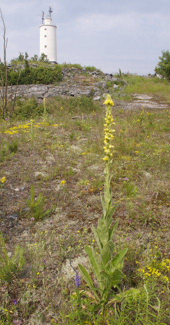 Ukontuliimg 3940